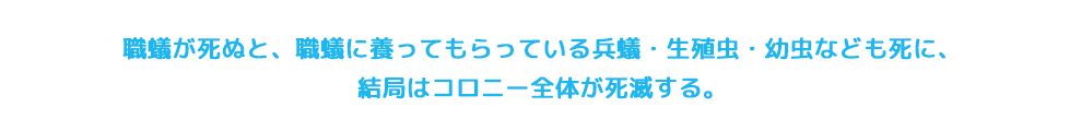 職蟻が死ぬと、職蟻に養ってもらっている兵蟻・生殖虫・幼虫なども死に、結局はコロニー全体が死滅する。