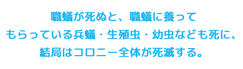 職蟻が死ぬと、職蟻に養ってもらっている兵蟻・生殖虫・幼虫なども死に、結局はコロニー全体が死滅する。