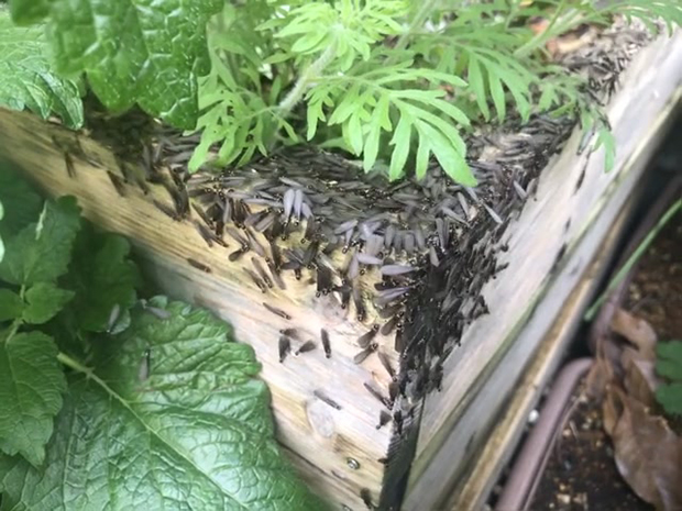 ランダムな採餌