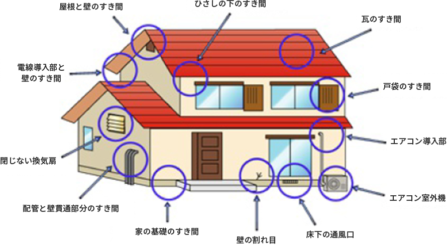 ネズミの侵入経路