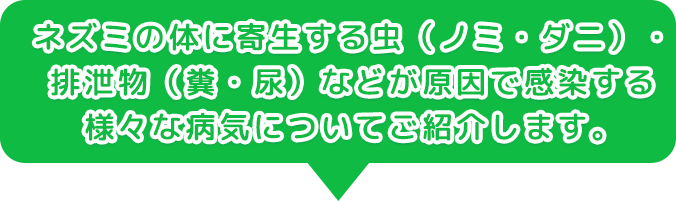 ネズミの体に寄生する虫（ノミ・ダニ）・排泄物（糞・尿）などが原因で感染する様々な病気についてご紹介します。