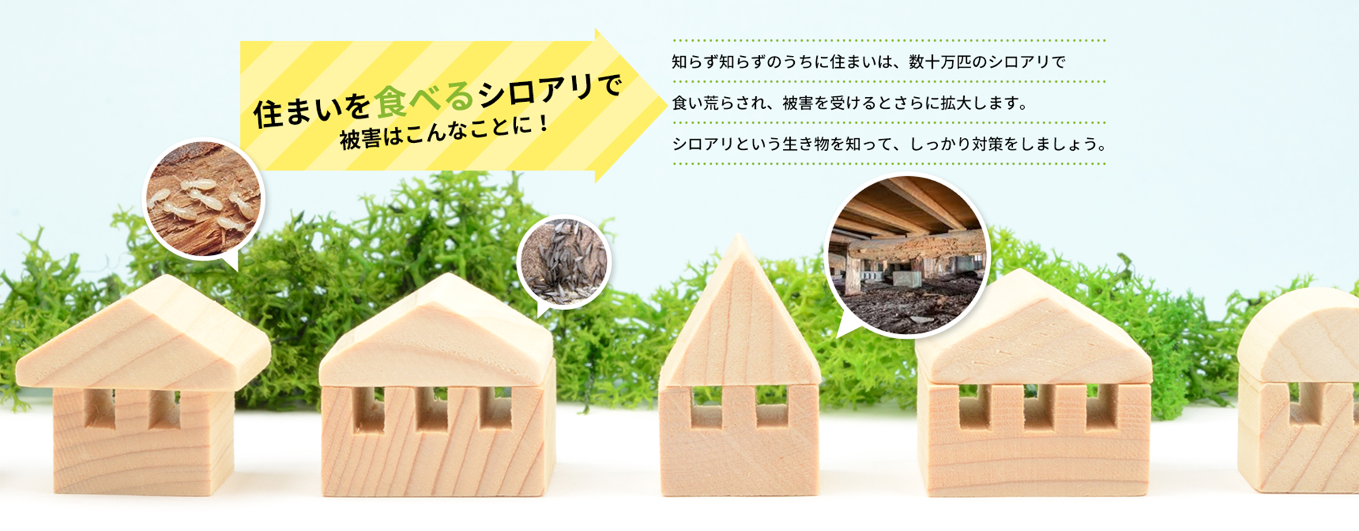 住まいをたべるシロアリ