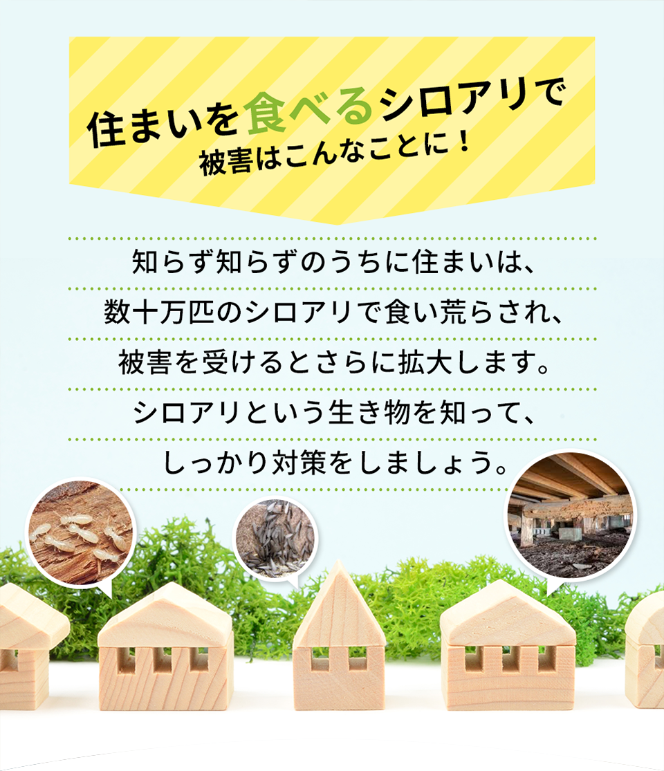 住まいをたべるシロアリ